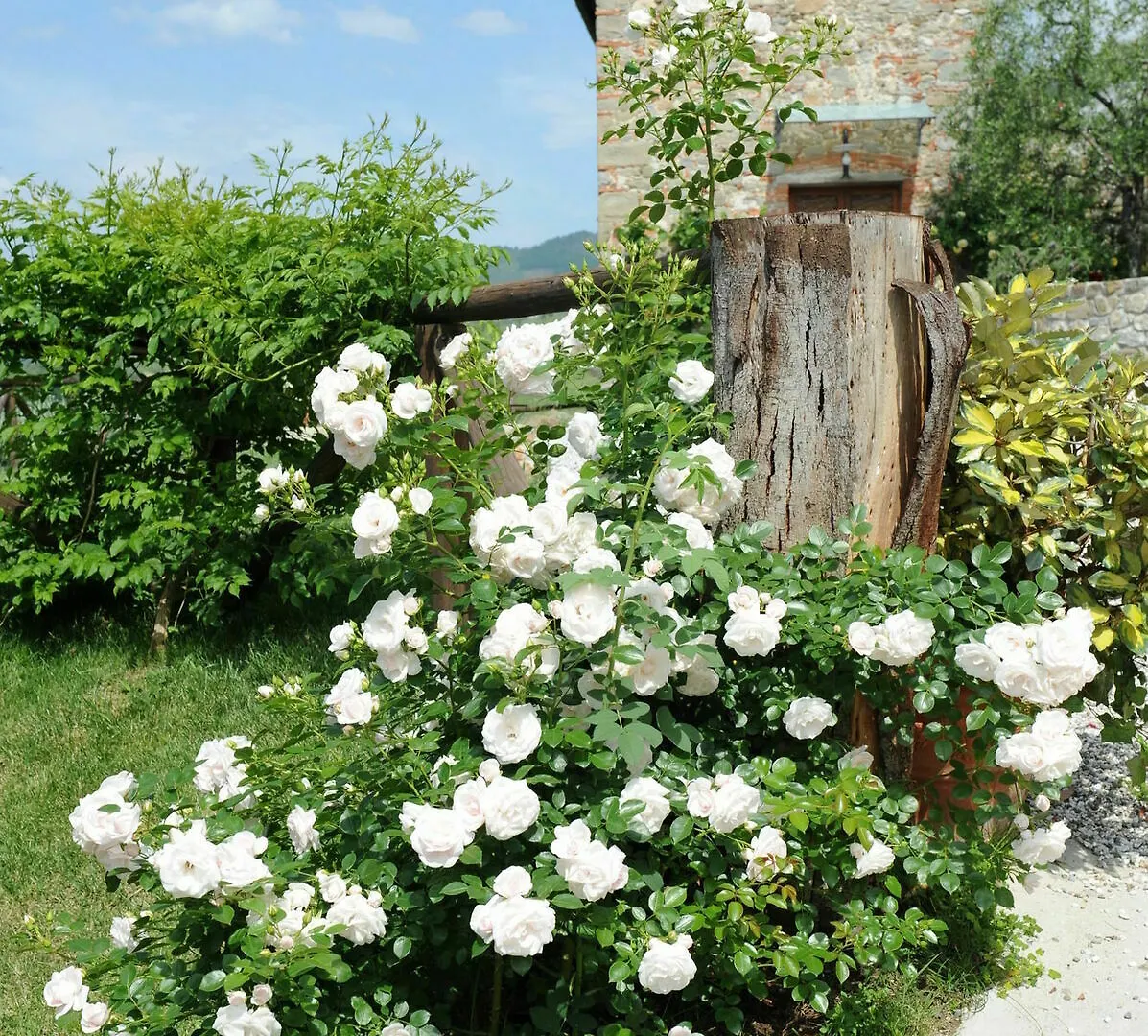 ****  Tenuta San Pietro Luxury Hotel Lucca Italia